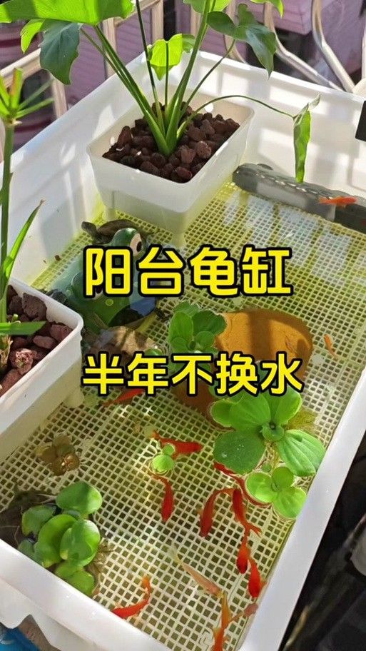 混養時需要注意哪些事項（養魚說魚缸混養技巧:注意這三點避免爭斗游跡客）