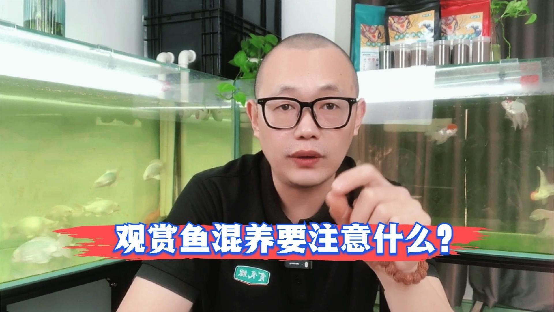 混養時需要注意哪些事項（養魚說魚缸混養技巧:注意這三點避免爭斗游跡客）