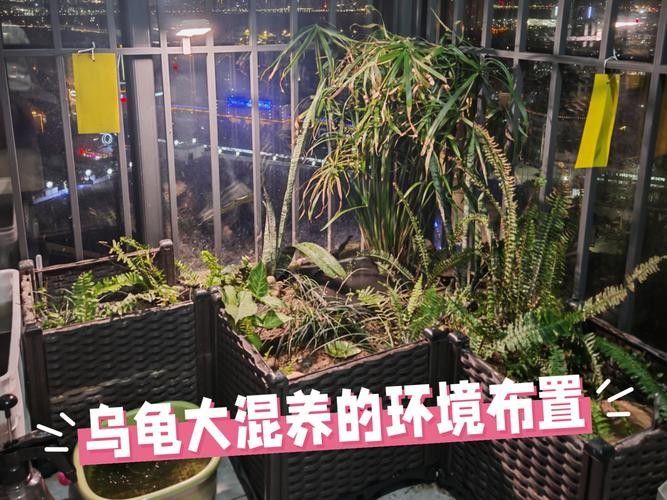 混養時需要注意哪些事項（養魚說魚缸混養技巧:注意這三點避免爭斗游跡客）