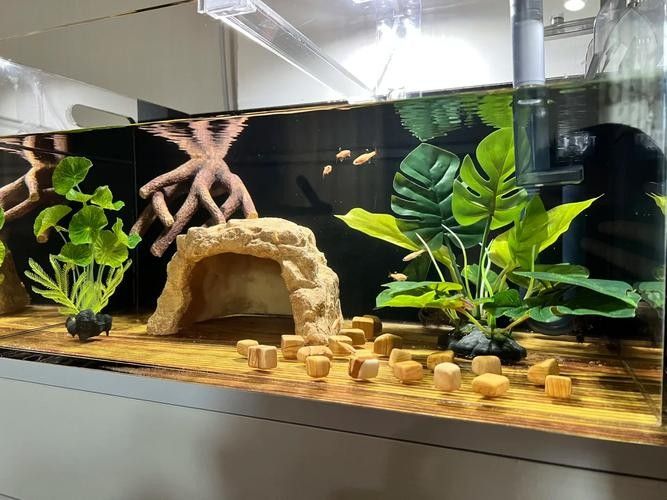 混養時需要注意哪些事項（養魚說魚缸混養技巧:注意這三點避免爭斗游跡客）