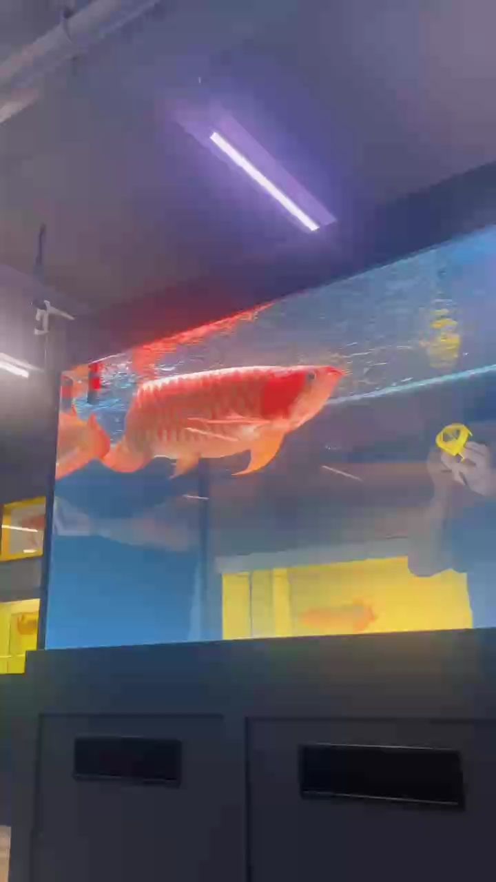 子非魚安知魚之樂（子非魚，安知魚之樂）