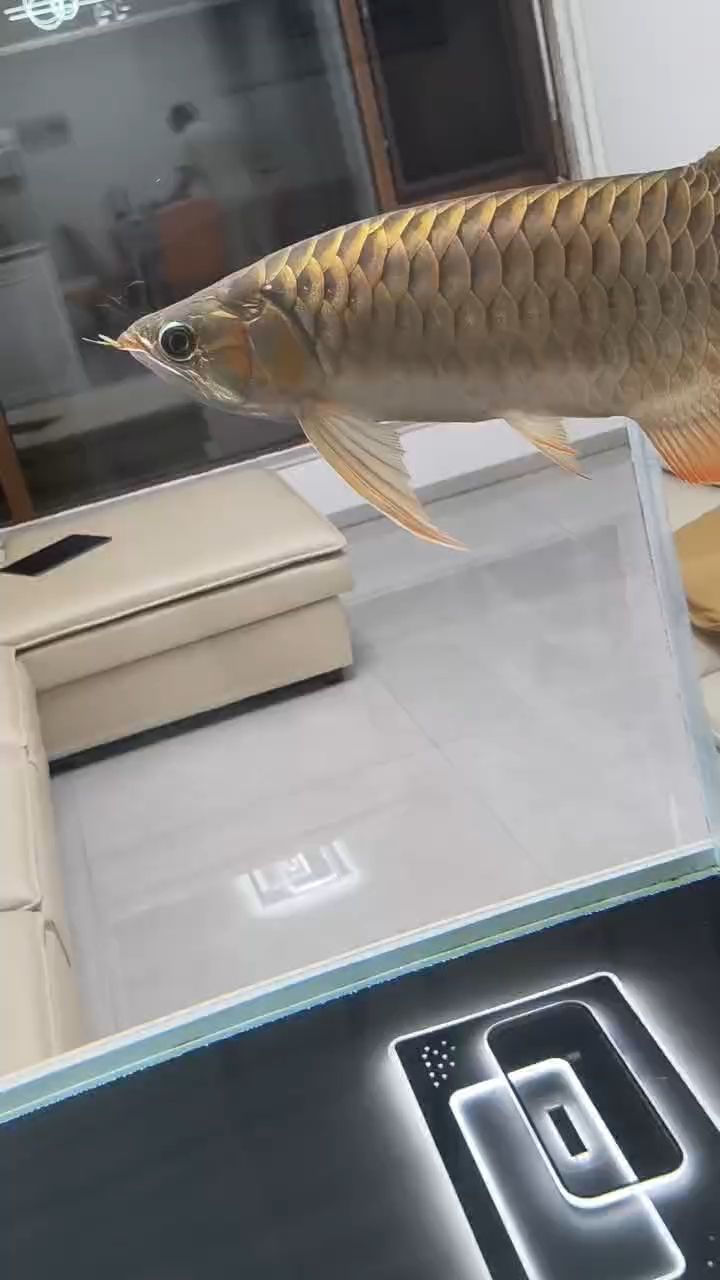 各位看下是不是橙紅龍（探究橙紅龍的奧秘）