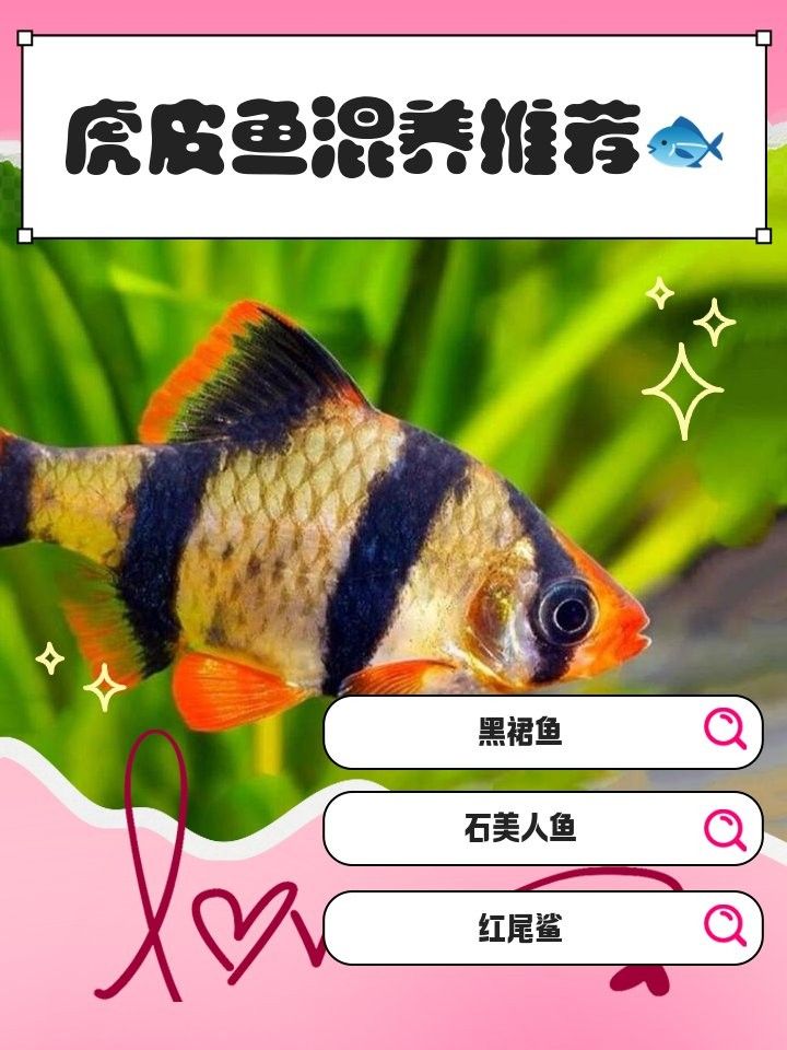 虎魚混養的最佳搭配（虎魚混養的最佳搭配需兼顧生態平衡與吉祥寓意） 虎魚混養的最佳搭配（虎魚混養的最佳搭配需兼顧生態平衡與吉祥寓意） 龍魚百科 第3張