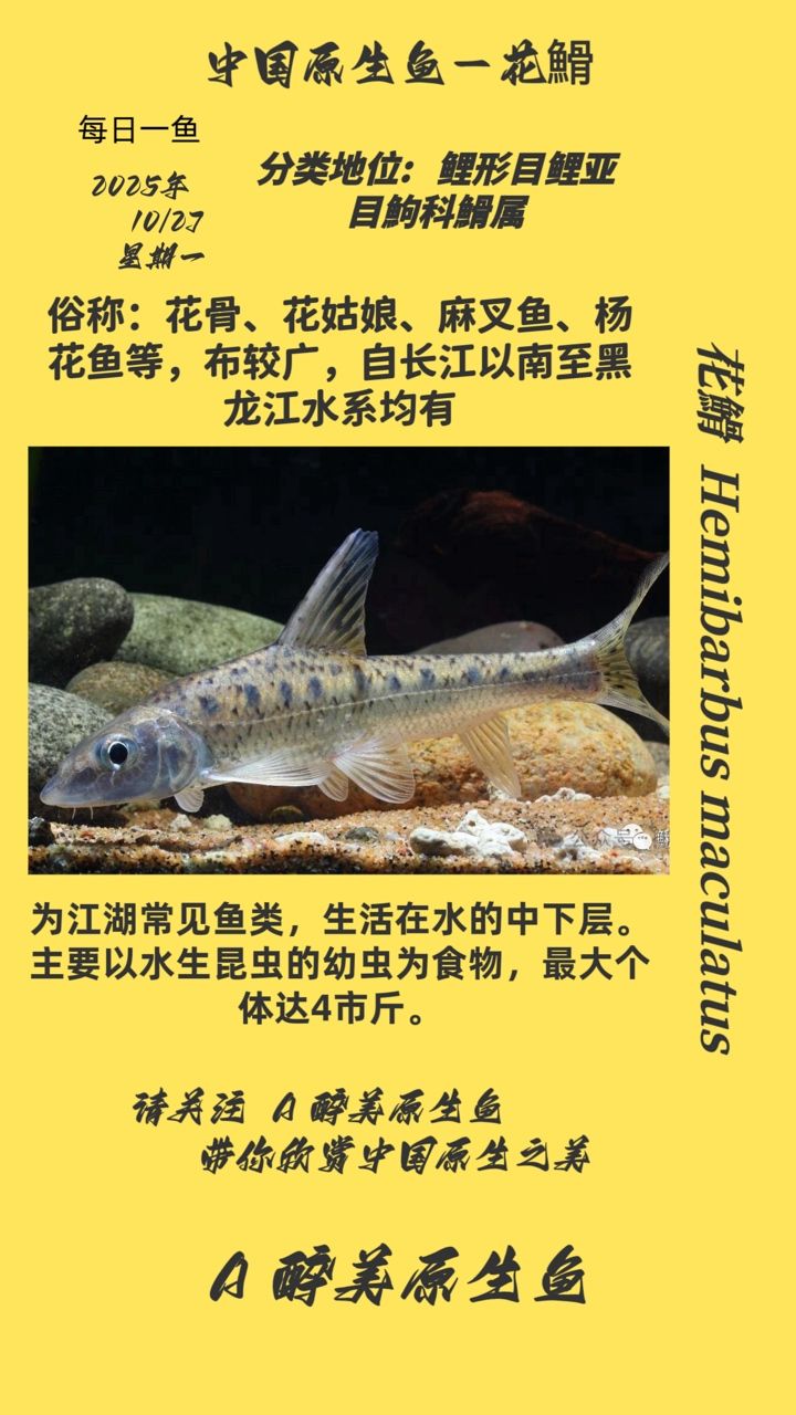 花?