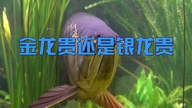 這兩種龍魚的價格差異大嗎？
