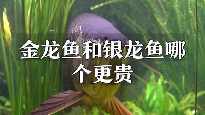 這兩種龍魚的價格差異大嗎？