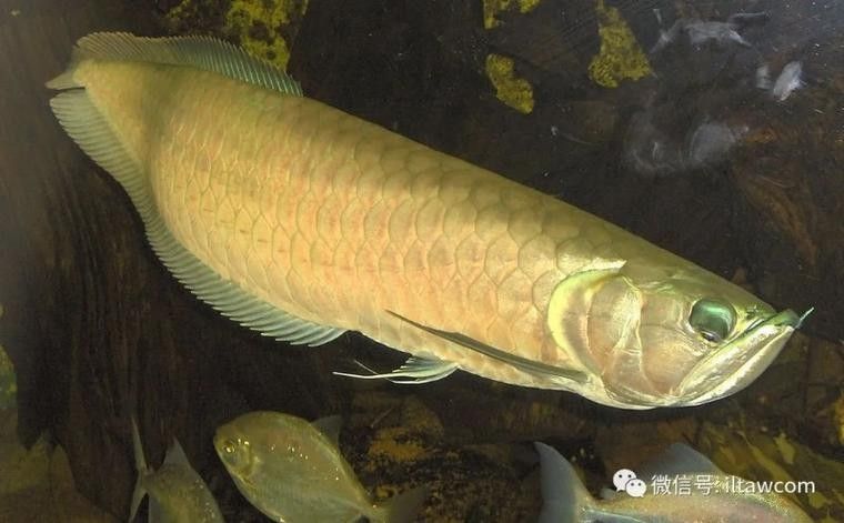 這兩種龍魚的價格差異大嗎？