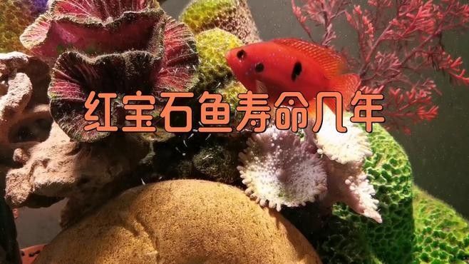 幻彩紅寶石雷龍魚壽命有多長（幻彩紅寶石雷龍魚的壽命有多長）