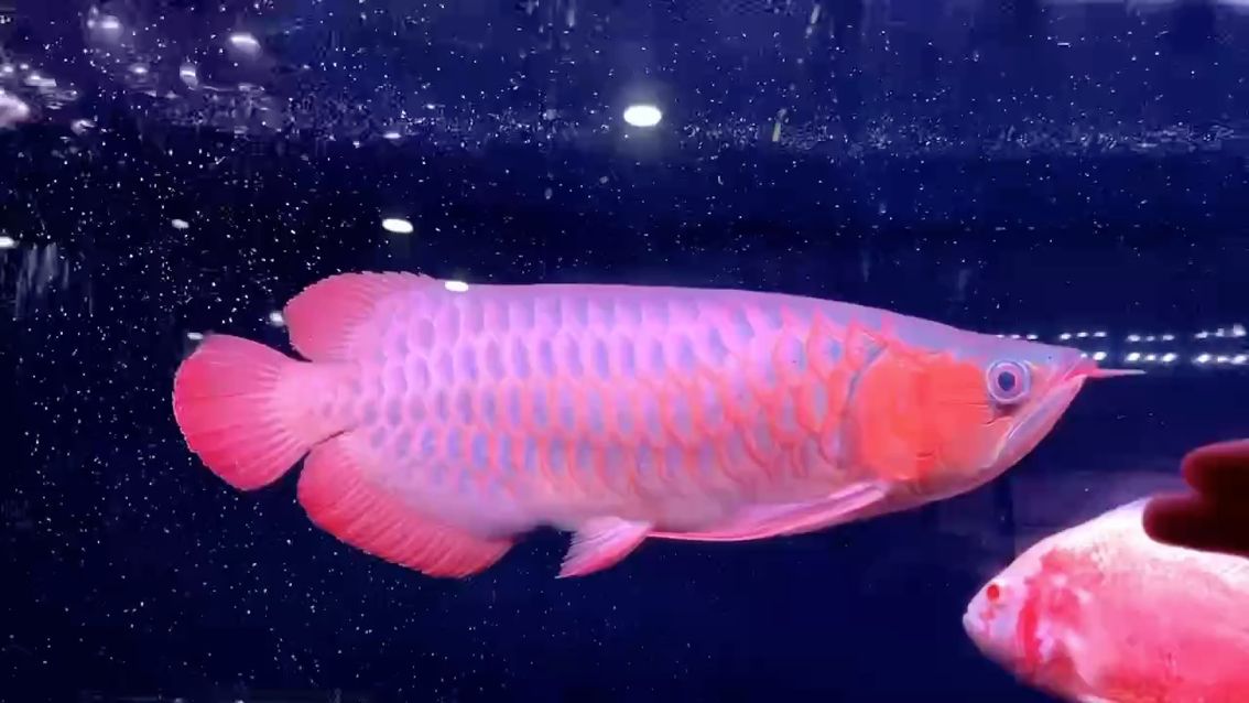 （全球變暖對海洋生態系統產生了深遠的影響，養魚建筑師評論好看）