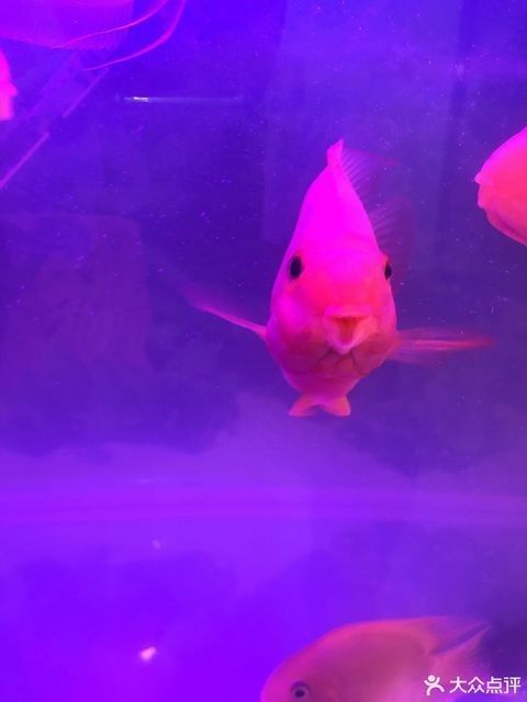 紅龍魚村營業時間是