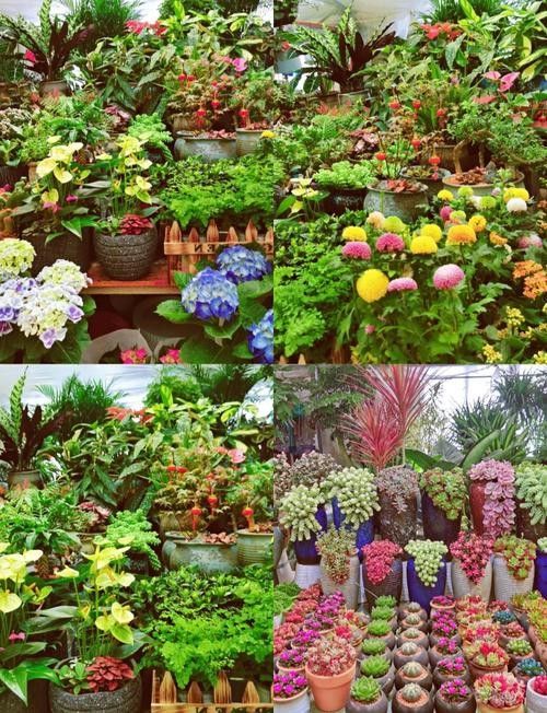 哪里可以查到濟南龍魚的實時批發價格（如何查詢濟南龍魚實時批發價格）