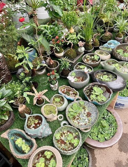 哪里可以查到濟南龍魚的實時批發價格（如何查詢濟南龍魚實時批發價格）