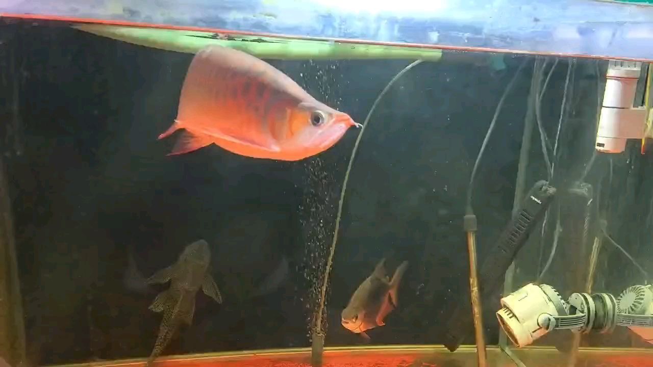 這條龍（這條龍不僅擁有令人驚嘆的外觀和力量，還承載著豐富的文化象征意義）
