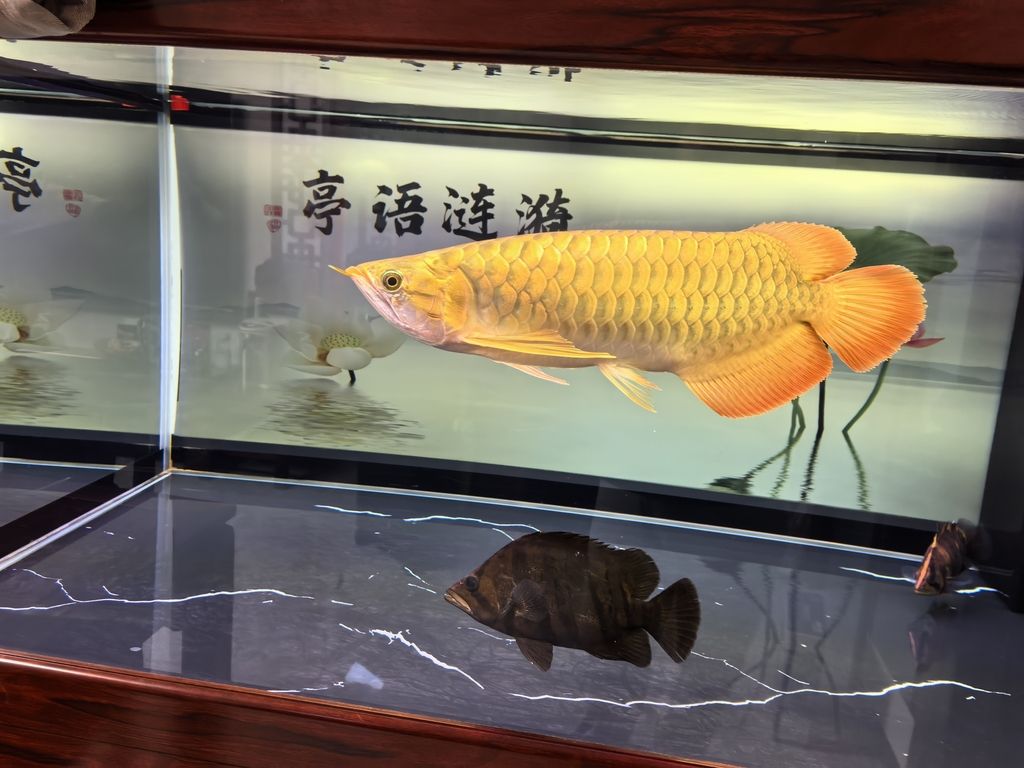 堅持愛好（堅持愛好對于個人心理健康的重要性與方法）