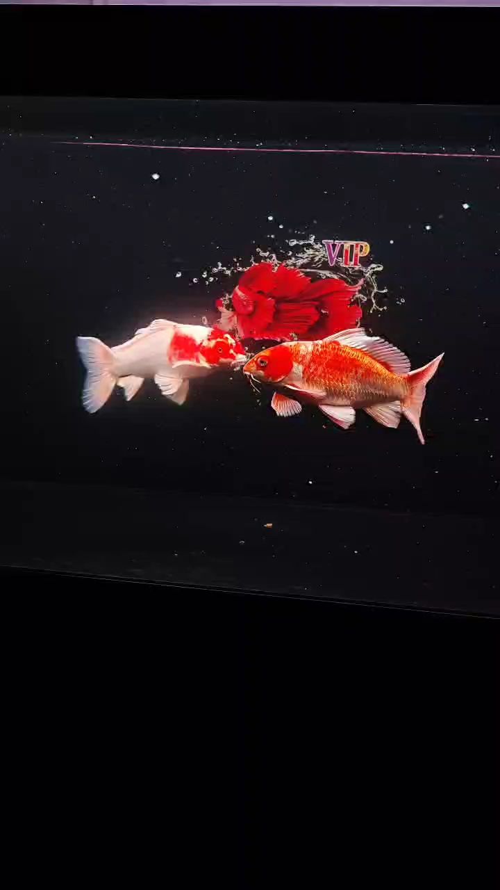 蝴蝶鯉（蝴蝶鯉是一種美麗而有趣的魚類，北京老寧評論：漂亮）