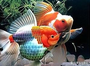如何判斷雄魚是否進入含卵期（如何判斷雄魚是否已經進入含卵期？）
