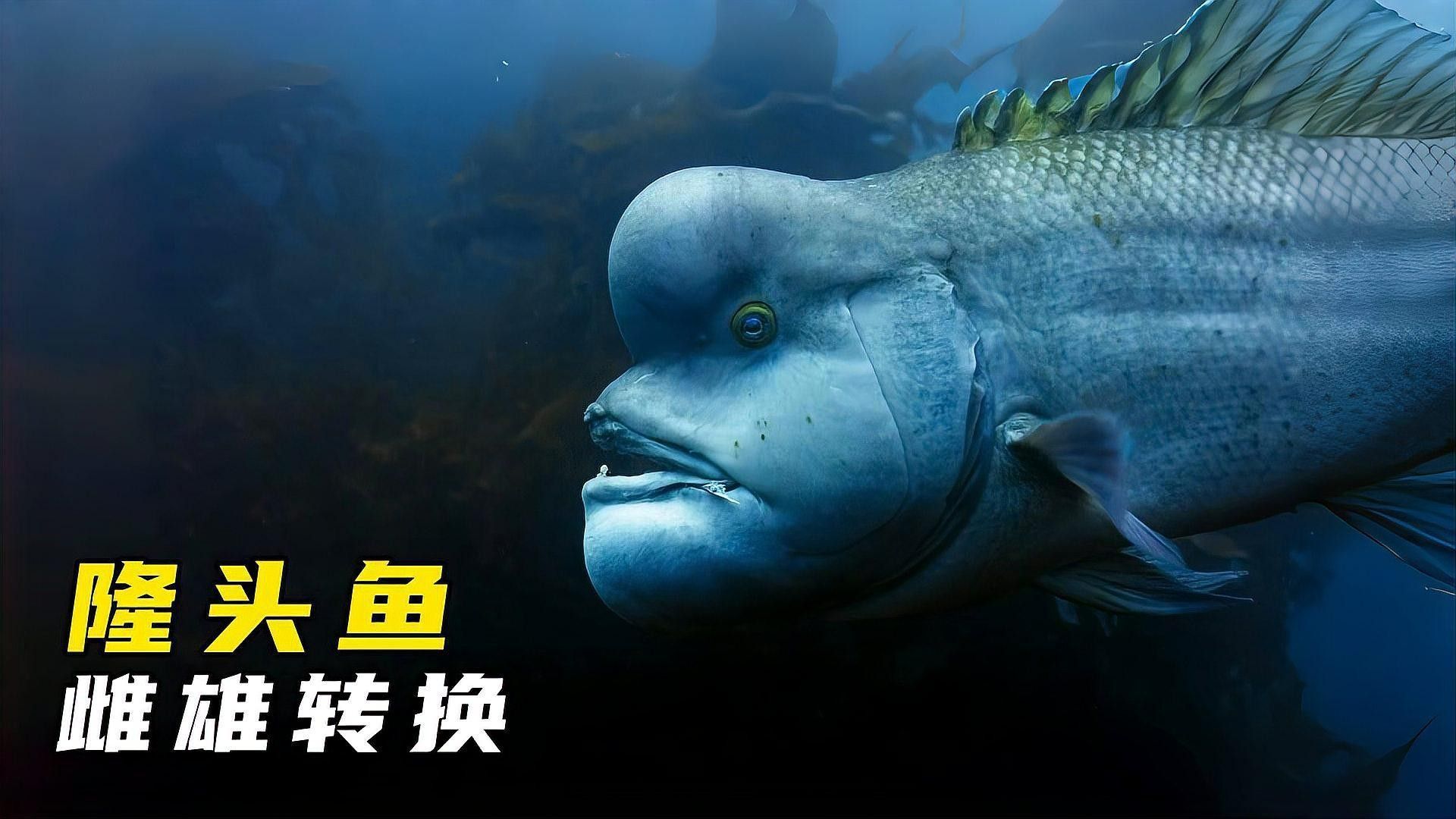 如何判斷雄魚是否進入含卵期（如何判斷雄魚是否已經進入含卵期？）