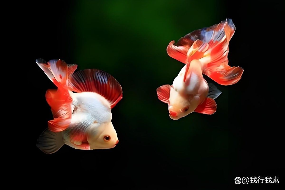 如何判斷雄魚是否進入含卵期（如何判斷雄魚是否已經進入含卵期？）