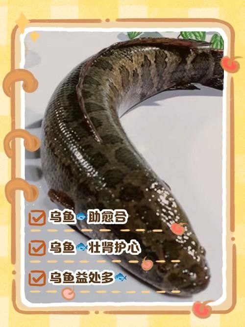 烏魚有哪些品種？（東莞探秘:黑魚的神秘世界生活成本計算器）