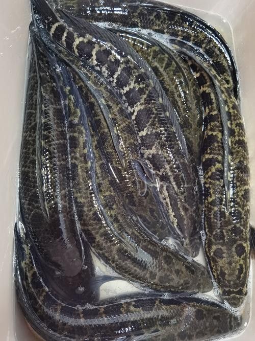 烏魚有哪些品種？（東莞探秘:黑魚的神秘世界生活成本計算器）