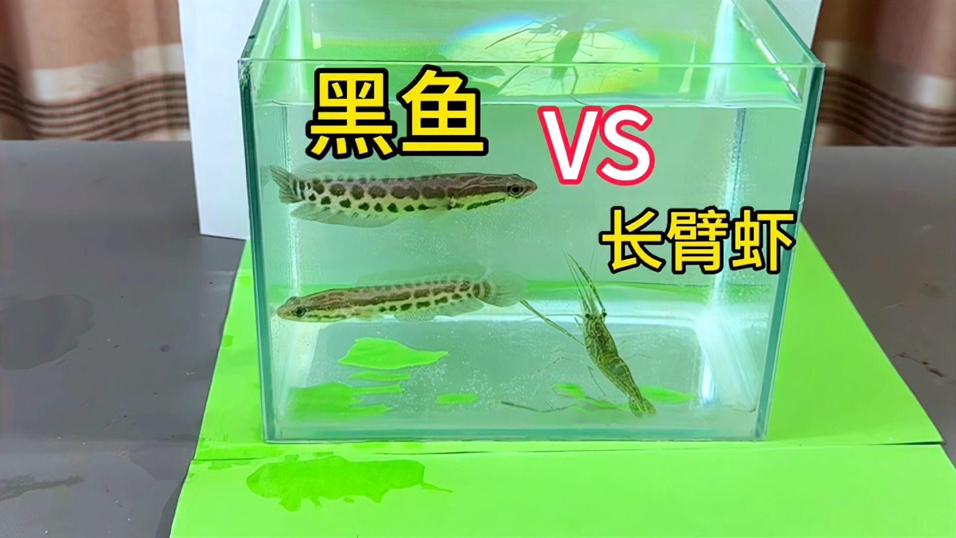 烏魚有哪些品種？（東莞探秘:黑魚的神秘世界生活成本計算器）
