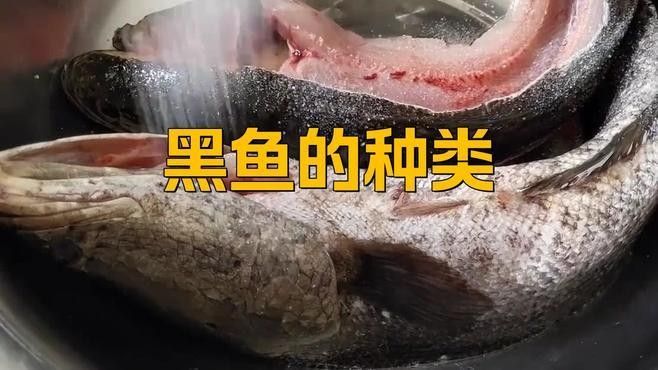 烏魚有哪些品種？（東莞探秘:黑魚的神秘世界生活成本計算器）