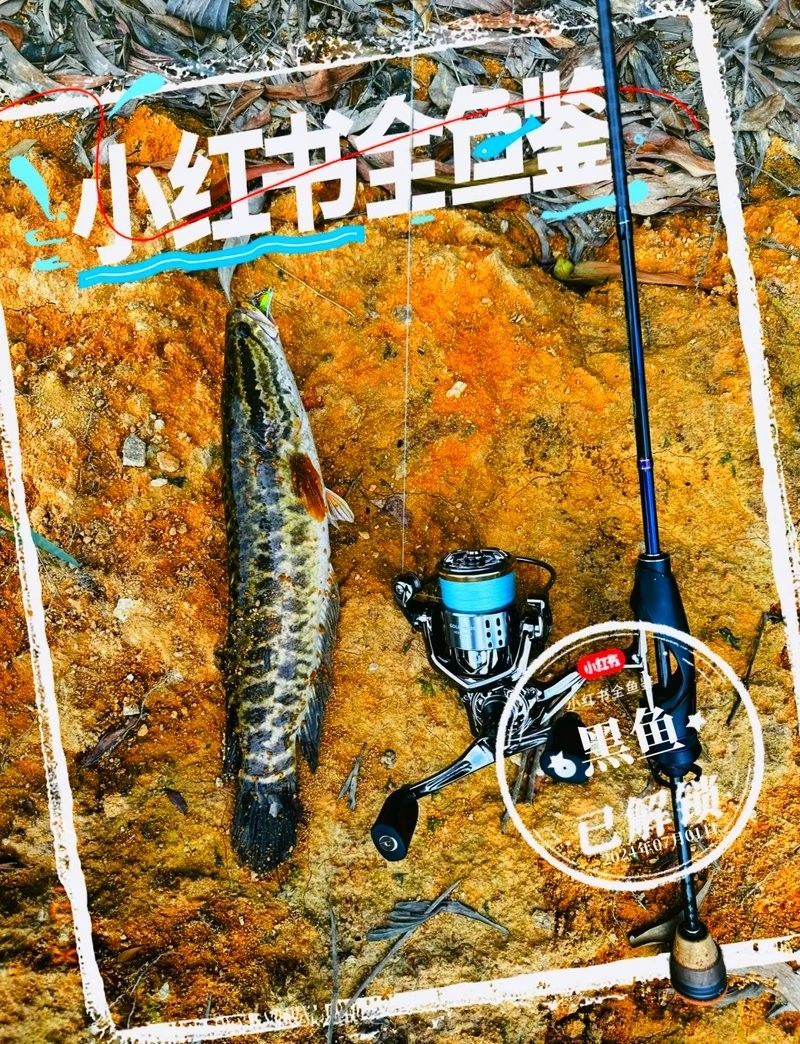 烏魚有哪些品種？（東莞探秘:黑魚的神秘世界生活成本計算器）