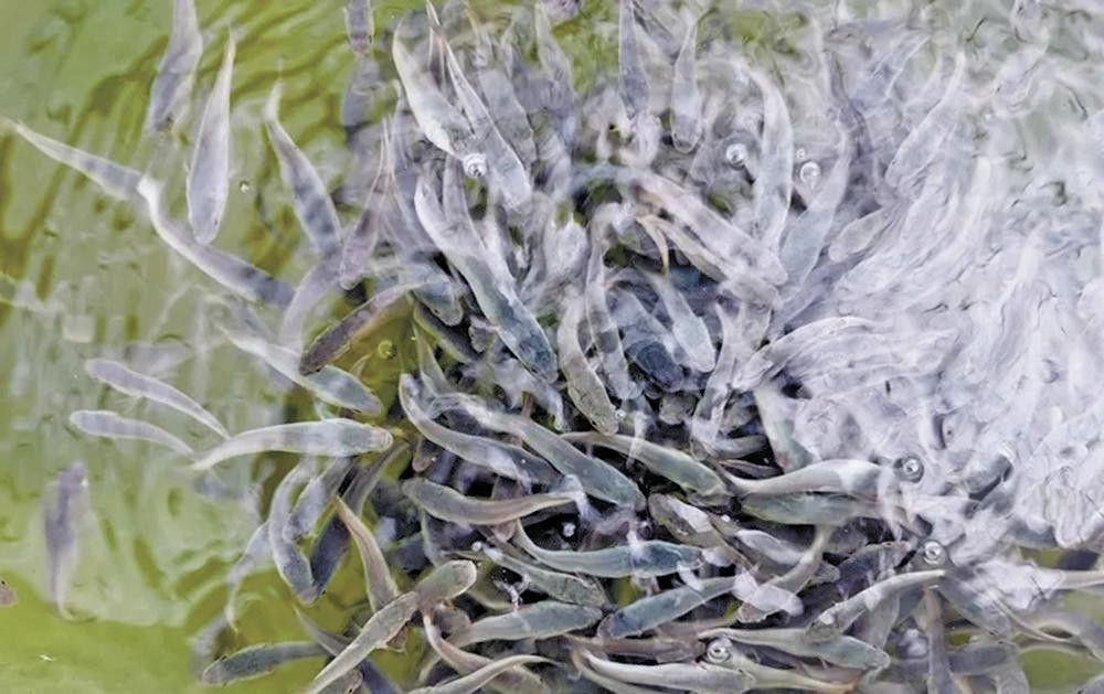 烏魚有哪些品種？（東莞探秘:黑魚的神秘世界生活成本計算器）