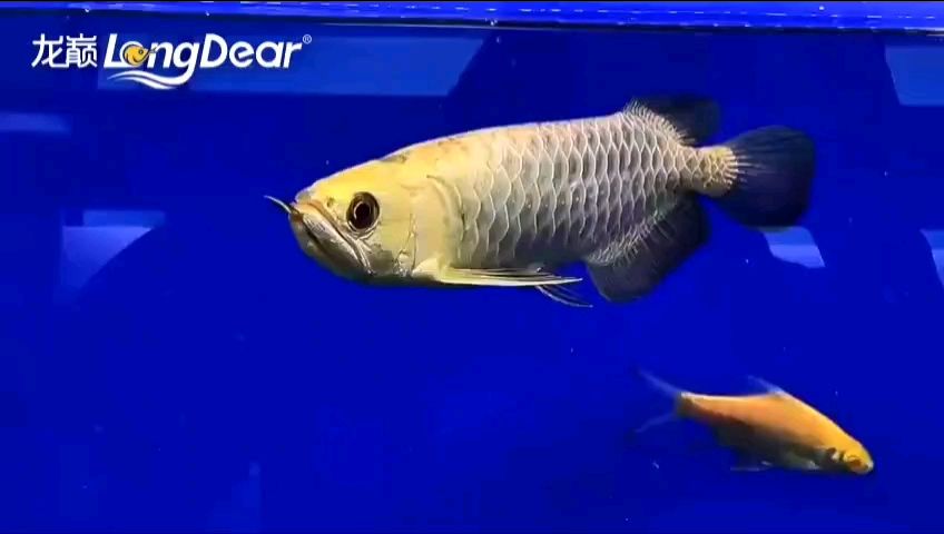 轉發905（“轉發905”是什么意思） 轉發905（“轉發905”是什么意思） 龍魚論壇