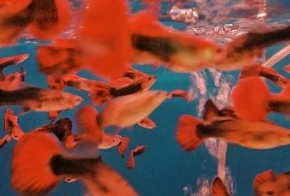 紅龍魚多久不喂會忘記主人？（關于紅龍魚多久不喂會忘記主人的問題） 紅龍魚多久不喂會忘記主人？（關于紅龍魚多久不喂會忘記主人的問題） 龍魚百科 第4張