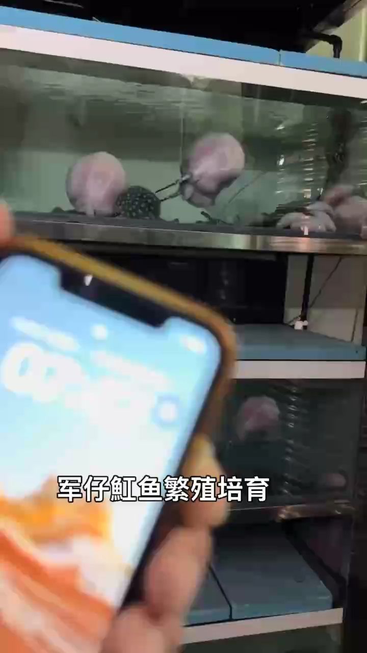 江門黑白魟魚繁殖培育（江門地區黑白魟魚的繁殖培育技術）