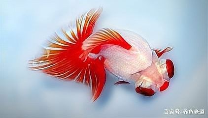 龍魚吃飼料好還是活食好（養龍魚應該注意些什么）
