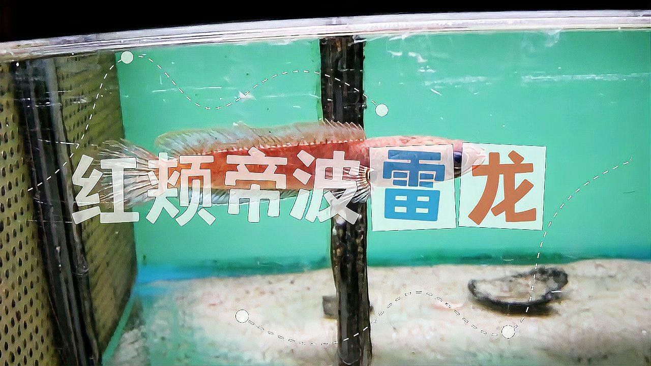彩虹雷龍魚有哪些顏色品種？（彩虹雷龍魚開箱）