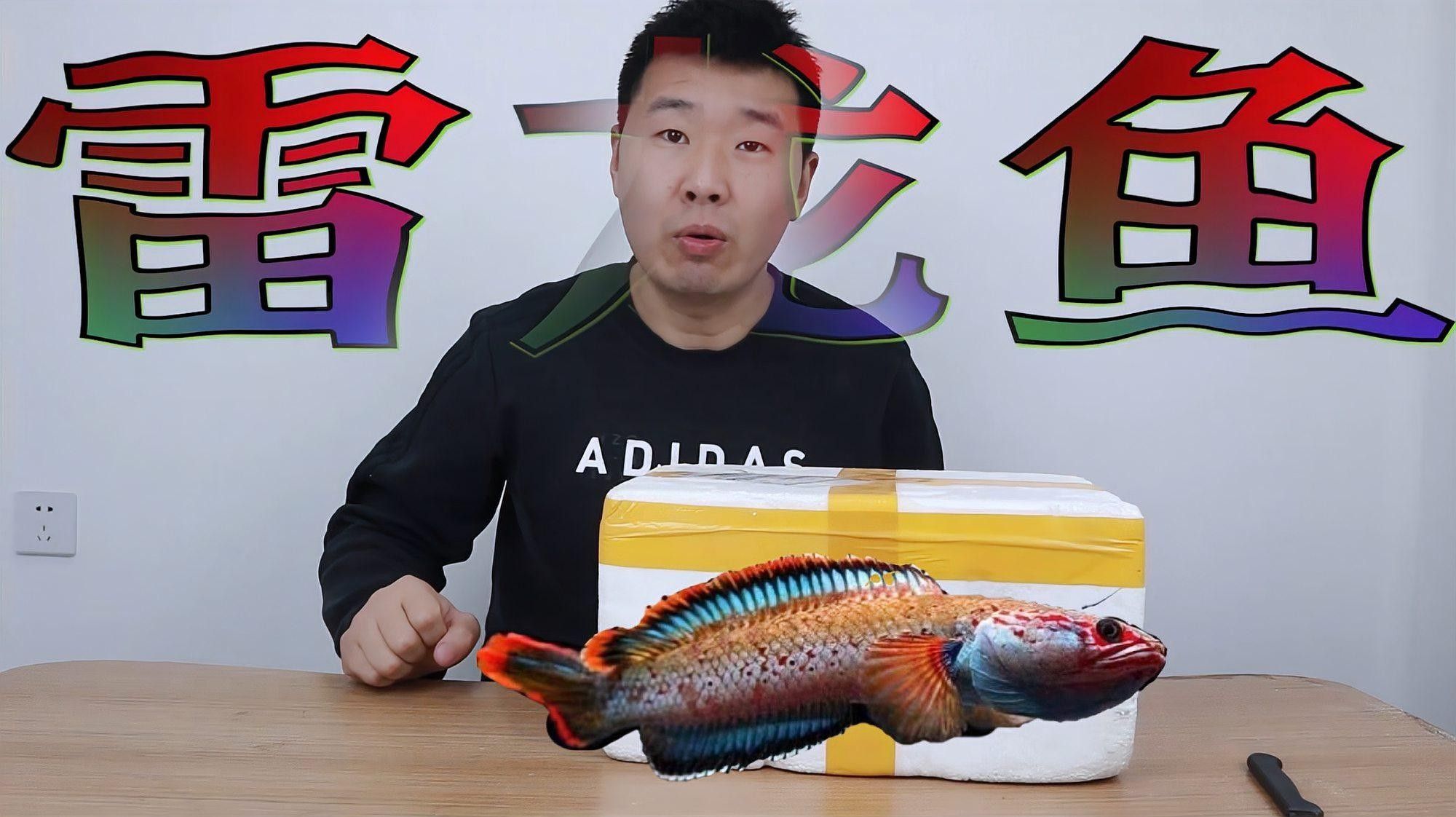 彩虹雷龍魚有哪些顏色品種？（彩虹雷龍魚開箱）
