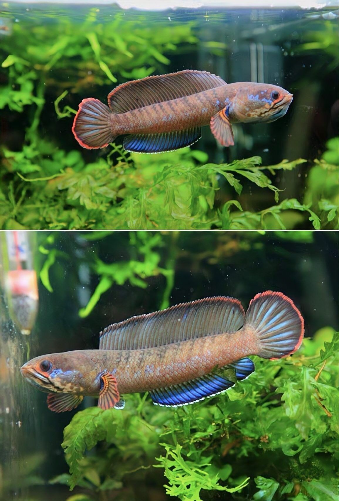 彩虹雷龍魚有哪些顏色品種？（彩虹雷龍魚開箱）