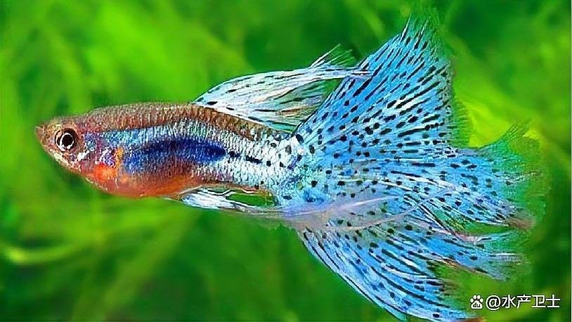 龍魚缸水發(fā)白會影響龍魚嗎（魚缸水發(fā)白會影響龍魚的健康嗎？）