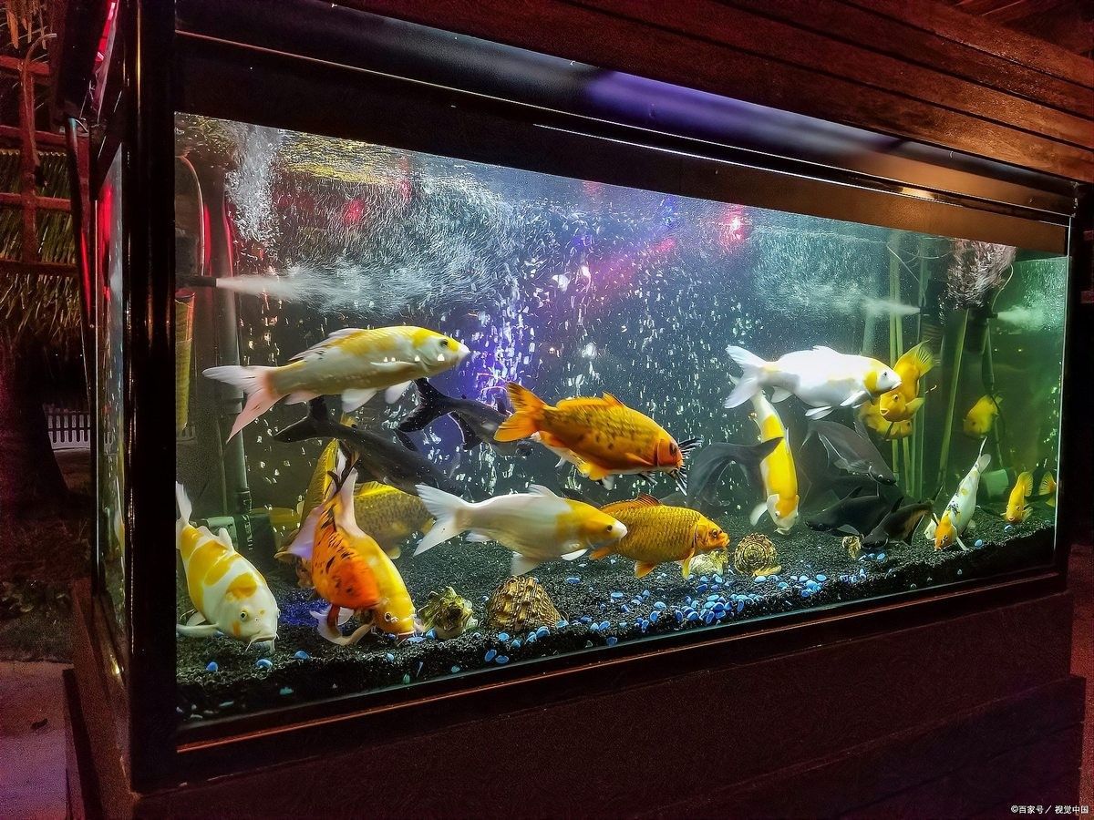 龍魚缸水發(fā)白會影響龍魚嗎（魚缸水發(fā)白會影響龍魚的健康嗎？）
