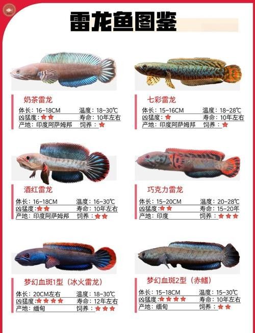 雷龍魚缸需要多大的尺寸（關于雷龍魚缸尺寸要求）
