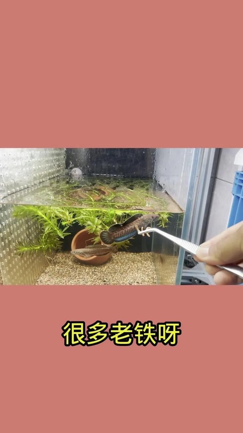雷龍魚缸需要多大的尺寸（關于雷龍魚缸尺寸要求）