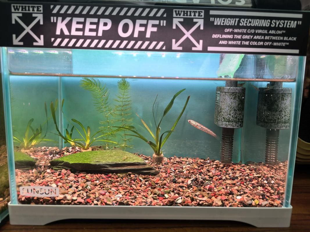 雷龍魚缸需要多大的尺寸（關于雷龍魚缸尺寸要求）