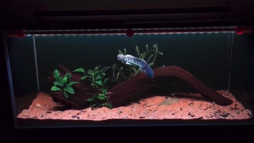 雷龍魚缸需要多大的尺寸（關于雷龍魚缸尺寸要求）
