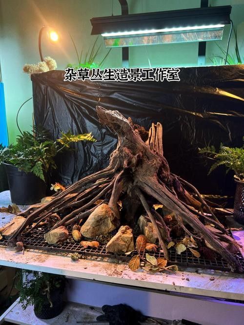 雷龍魚缸需要多大的尺寸（關于雷龍魚缸尺寸要求）