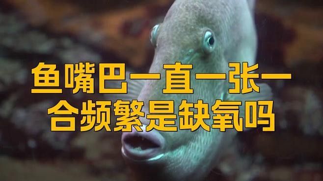 金龍魚嘴巴一張一合能持續(xù)多久（金龍魚嘴巴一直一張一合怎么回事）