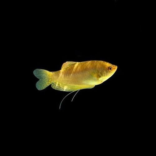 萬龍魚高清大圖示例