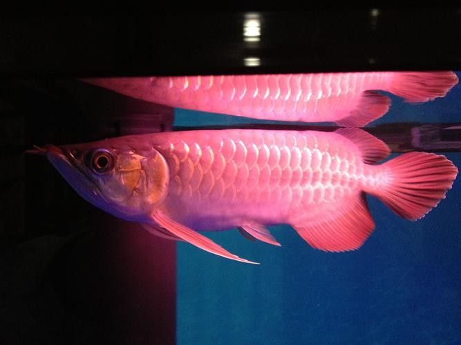 萬龍魚高清大圖示例