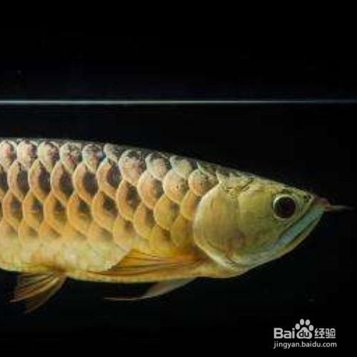 金龍魚不吃食怎么辦？（金龍魚不吃食怎么回事金龍魚不吃食怎么辦解決方法）