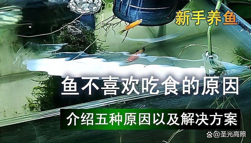 金龍魚不吃食怎么辦？（金龍魚不吃食怎么回事金龍魚不吃食怎么辦解決方法）