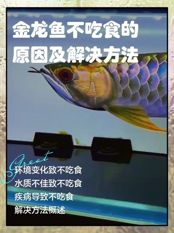 金龍魚不吃食怎么辦？（金龍魚不吃食怎么回事金龍魚不吃食怎么辦解決方法）