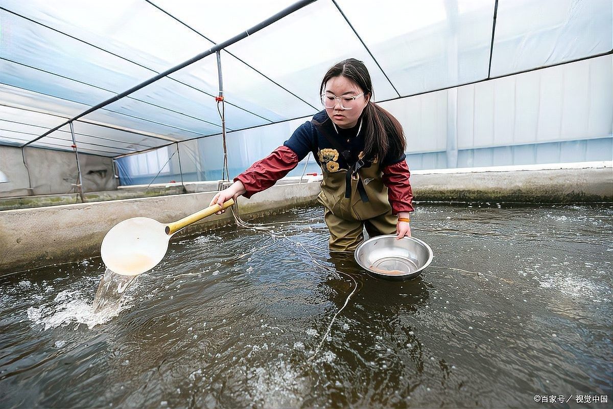 如何判斷一個龍魚養殖場的優劣（判斷一個龍魚養殖場的優劣需綜合考察以下關鍵因素）