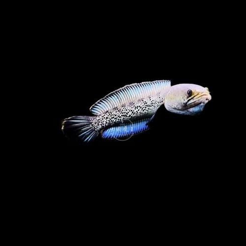 幻彩藍寶石雷龍魚價格是多少（幻彩藍寶石雷龍魚價格）